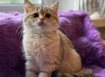 Razita - Scottish Straight Kitten For Sale - 