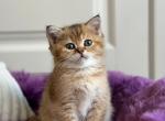 Roza - Scottish Straight Kitten For Sale - 