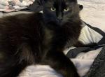 Coco - Domestic Cat For Adoption - Damascus, OR, US