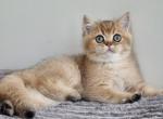 Demyan - British Shorthair Kitten For Sale - Brooklyn, NY, US