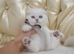 Scottish Fold male - Scottish Fold Kitten For Sale - Jersey City, NJ, US