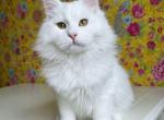 Bilbo - Siberian Kitten For Sale - Miami, FL, US