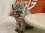 Smokey - British Shorthair Kitten For Sale - Allen, TX, US