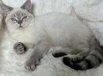 Lukas - Scottish Straight Kitten For Sale - 