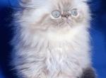 Rokki - Persian Kitten For Sale - Brooklyn, NY, US