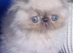 Annabell - Persian Kitten For Sale - Brooklyn, NY, US