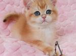 Smile - British Shorthair Kitten For Sale - Brooklyn, NY, US