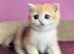 Nestle - British Shorthair Kitten For Sale - Brooklyn, NY, US