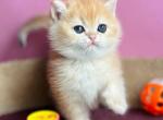 Oscar - British Shorthair Kitten For Sale - Brooklyn, NY, US