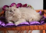 Plush - British Shorthair Kitten For Sale - Brooklyn, NY, US