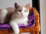 Pepper - British Shorthair Kitten For Sale - Brooklyn, NY, US