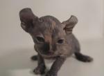 Pixie female elf Sphynx - Sphynx Kitten For Sale - Boston, MA, US