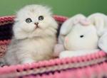 Fantik - Scottish Fold Kitten For Sale - Brooklyn, NY, US