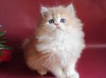 Plush BRI - British Shorthair Kitten For Sale - Brooklyn, NY, US