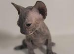 Daisy Female Sphynx Tortoiseshell Kitten - Sphynx Kitten For Sale - Boston, MA, US