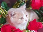 Lavanda - British Shorthair Kitten For Sale - Brooklyn, NY, US