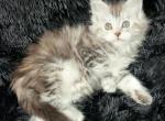 Olenna - Maine Coon Kitten For Sale - Bushnell, IL, US