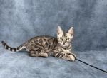 Elton - Bengal Kitten For Sale - Norwalk, CT, US