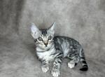 Ice - Bengal Kitten For Sale - Norwalk, CT, US