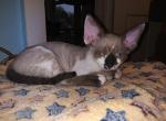 Fee - Devon Rex Kitten For Sale - Ironwood, MI, US