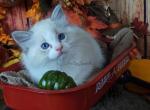 Samuel - Ragdoll Kitten For Sale - St. Louis, MO, US