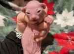 Igor - Bambino Kitten For Sale/Retired Breeding - 