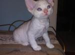 Fluffhead - Devon Rex Kitten For Sale - 