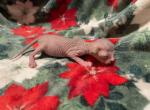 Ivy - Sphynx Kitten For Sale - Purdy, MO, US