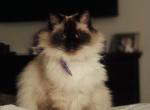 Stella - Ragdoll Cat For Adoption - Dayton, OH, US