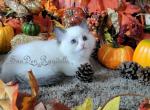 Ella - Ragdoll Kitten For Sale - St. Louis, MO, US