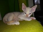 Arthur - Devon Rex Kitten For Sale - 