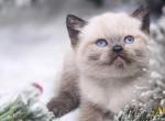 Cici - British Shorthair Kitten For Sale - Watertown, NY, US