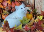 Peter - Ragdoll Kitten For Sale - St. Louis, MO, US