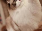 Seal bicolor female - Ragdoll Cat For Sale/Service - Bristow, VA, US