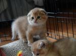 Patrick - Scottish Fold Kitten For Sale - 