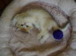 Mira - Scottish Straight Kitten For Sale - 