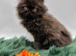 Black Sheep - Minuet Kitten For Sale - Elk Horn, IA, US