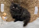 Black Sheep - Minuet Kitten For Sale - 