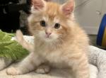 Mateo - Maine Coon Kitten For Sale - 