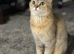 Vanessa - British Shorthair Cat For Sale - Owings Mills, MD, US