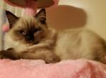 Babydoll Seal Point Ragdoll - Ragdoll Kitten For Sale - Vandergrift, PA, US