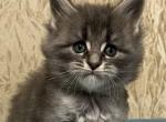 Mario - Maine Coon Kitten For Sale - Brooklyn, NY, US