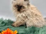 Wooly Wonka - Minuet Kitten For Sale - 