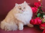 Izumka - British Shorthair Kitten For Sale - Brooklyn, NY, US