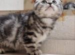 Atos - Scottish Fold Kitten For Sale - Brooklyn, NY, US