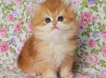 Ponchik - British Shorthair Kitten For Sale - Brooklyn, NY, US