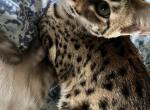 Noodle girl - Savannah Kitten For Sale - 