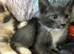 6 Russian blue kittens - Russian Blue Kitten For Sale - 