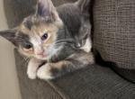 8 a half weeks old Russian blue Bonilla kittens - Russian Blue Kitten For Sale - 