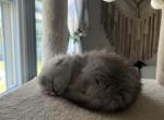 Pirate - Scottish Fold Kitten For Sale - 